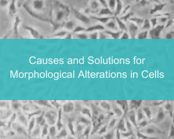 Causes and Solutions for Morphological Alterations in Cells - cover
